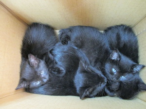 2013_1012_111918-IMG_0001