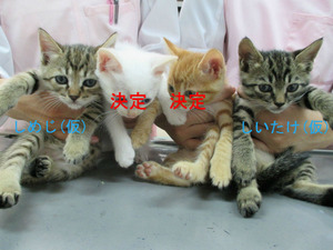 BlogPaint
