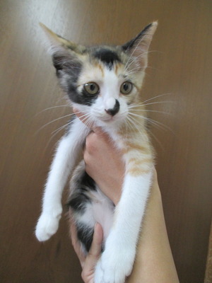 2018_0726_115444-IMG_0006