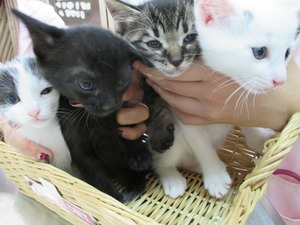 2013_1103_114945-IMG_0012