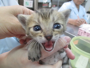 2015_0611_120139-IMG_0005