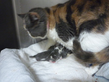 2010_0504_123048-P1010821