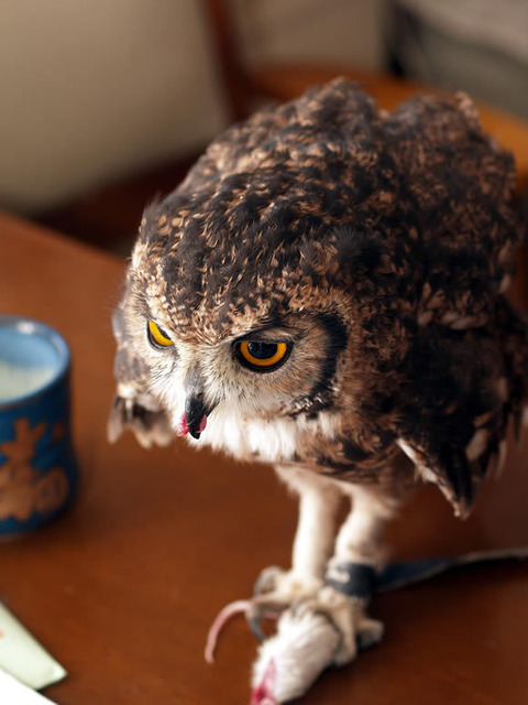 四字熟語の意味なら ふくろうde四字熟語 辞典