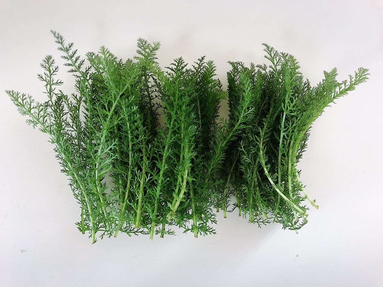 生ハーブの楽しみ セイヨウノコギリソウ ヤロウ 副菜屋 副菜屋 野菜 果物 おいしいもの 生ハーブの楽しみ セイヨウノコギリソウ ヤロウ 副菜屋 副菜屋 野菜 果物 おいしいもの