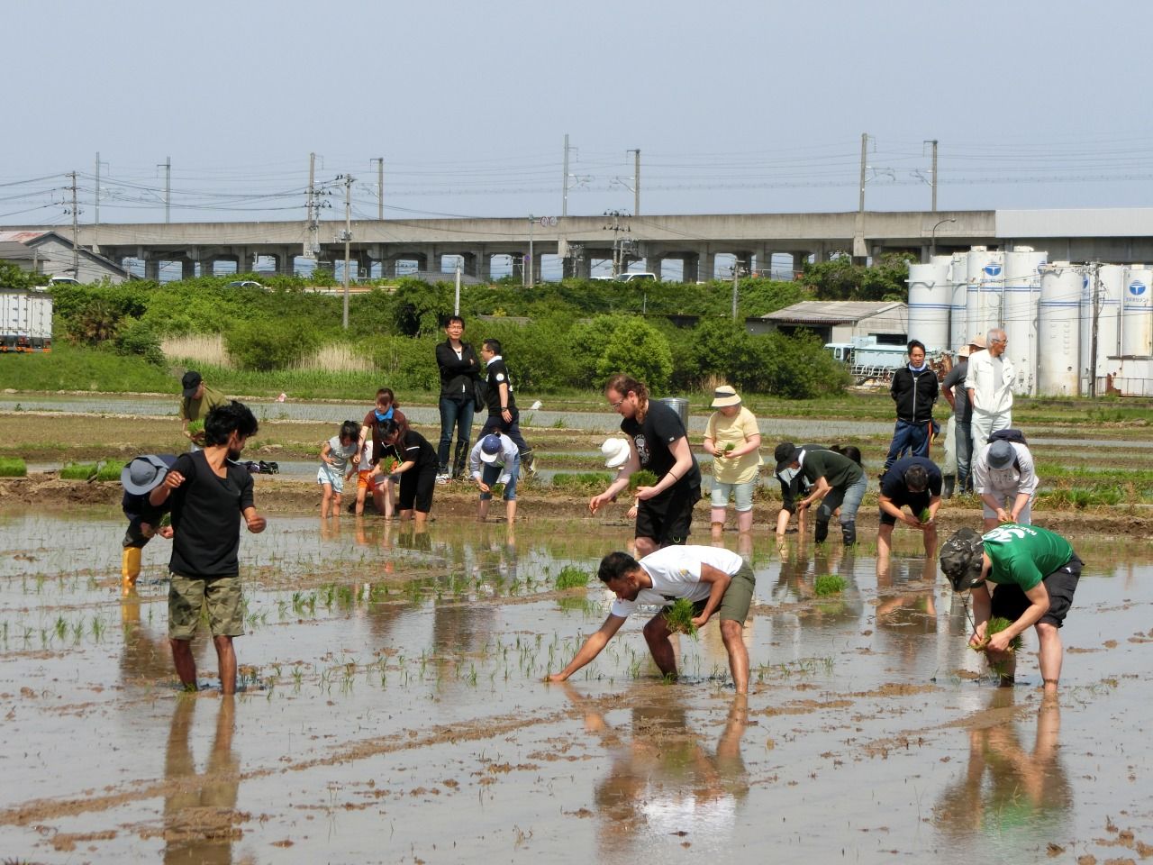 Rice planting event in 2018 : Fukushima Local Activities By Children ...