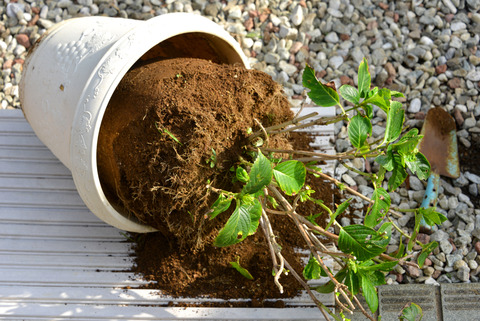 鉢植えアジサイ地植えする 鎌倉白アジサイ 福suke笑顔のblog 鉢植えアジサイ地植えする 鎌倉白アジサイ 福suke笑顔のblog