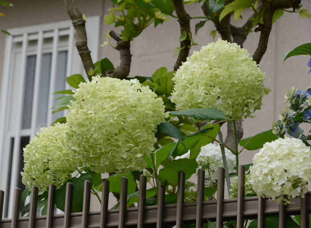 紫陽花アナベル ３年目 大輪の花咲く 福suke笑顔のblog