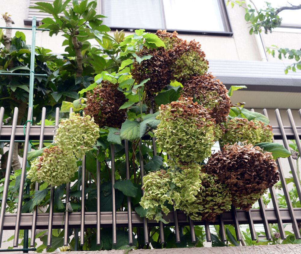 紫陽花アナベル剪定 モミの木伐採 令和２年アジサイ 11 福suke笑顔のblog