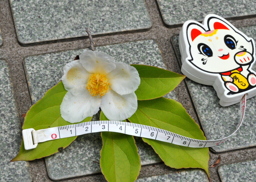 双樹沙羅 沙羅双樹の花散り始め ❤ 聖者必衰の理をあらわす : 福suke笑顔