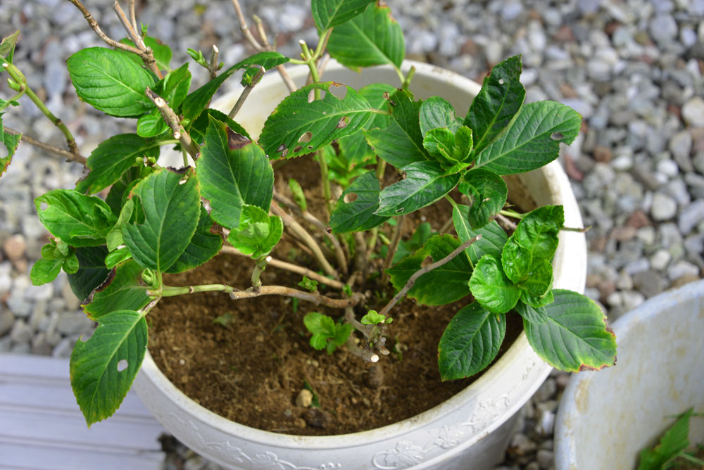 鉢植えアジサイ地植えする 鎌倉白アジサイ 福suke笑顔のblog 鉢植えアジサイ地植えする 鎌倉白アジサイ 福suke笑顔のblog