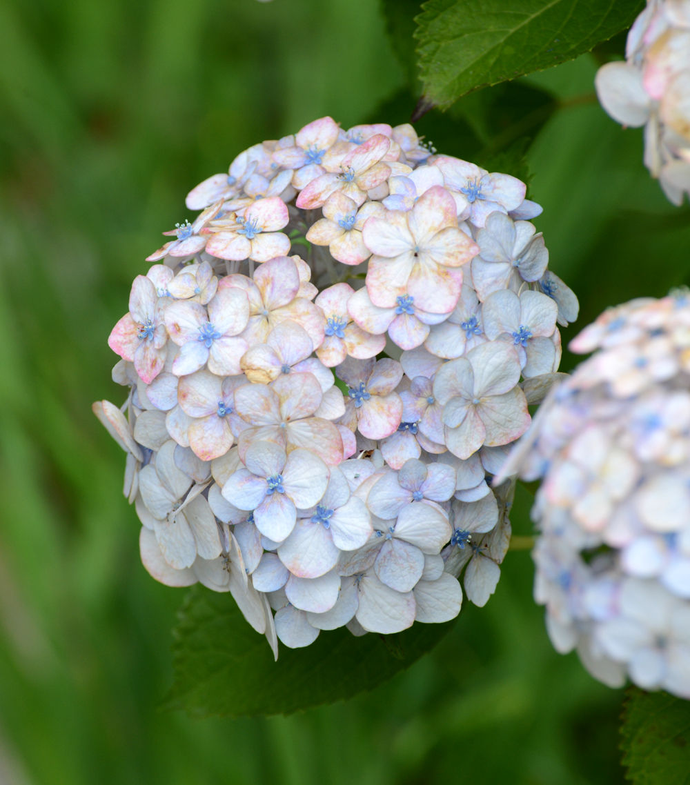 庭仕事 Part6 紫陽花ありがとう 福suke笑顔のblog
