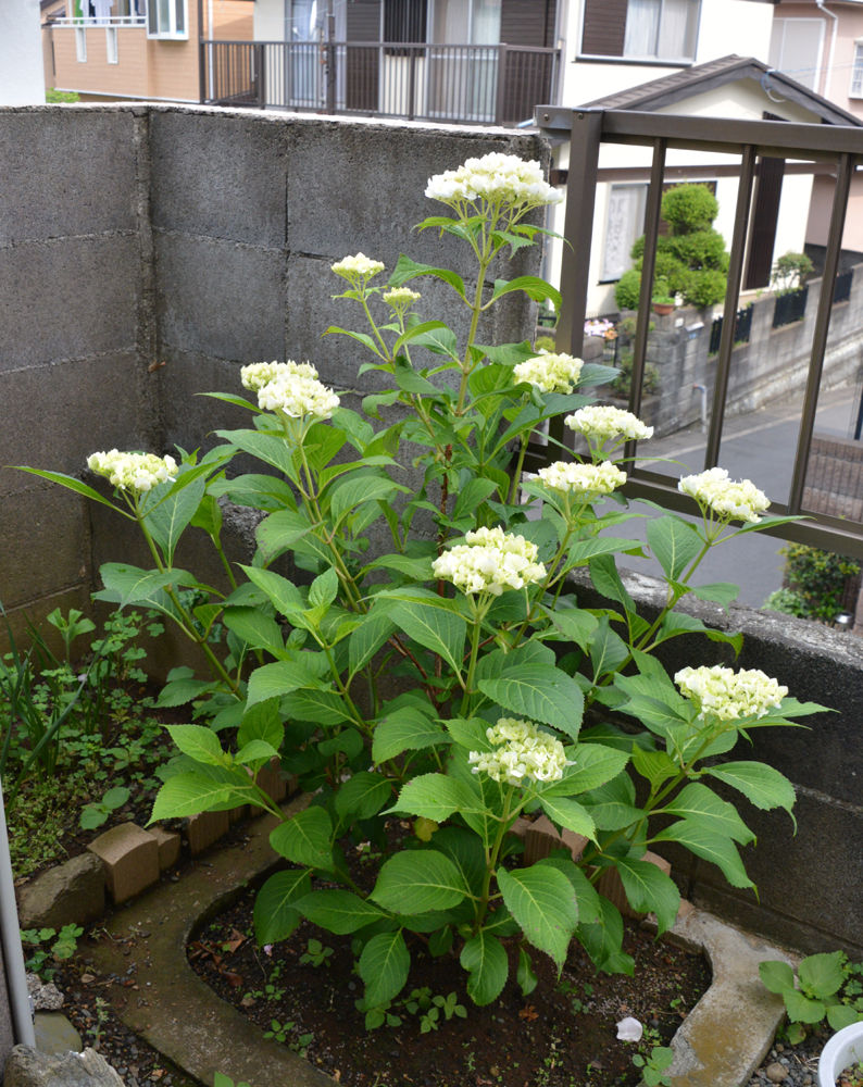 アジサイが咲いた １ 5 14 5 31 福suke笑顔のblog