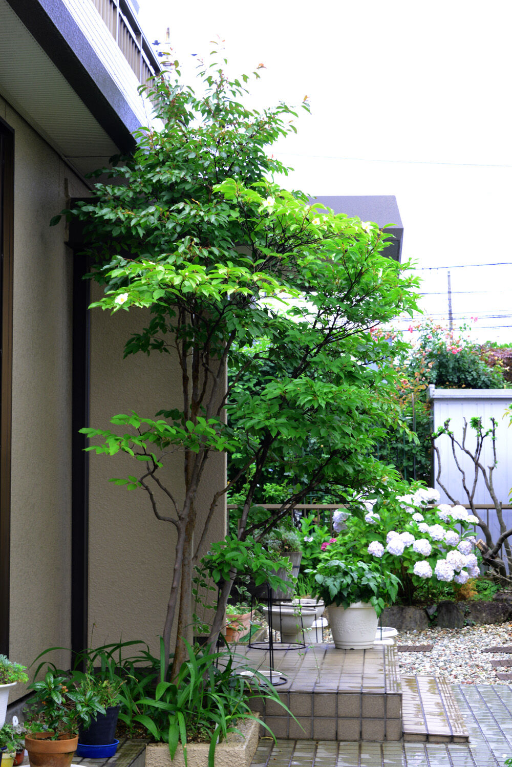 沙羅双樹の花散り始め ❤ 聖者必衰の理をあらわす : 福suke笑顔