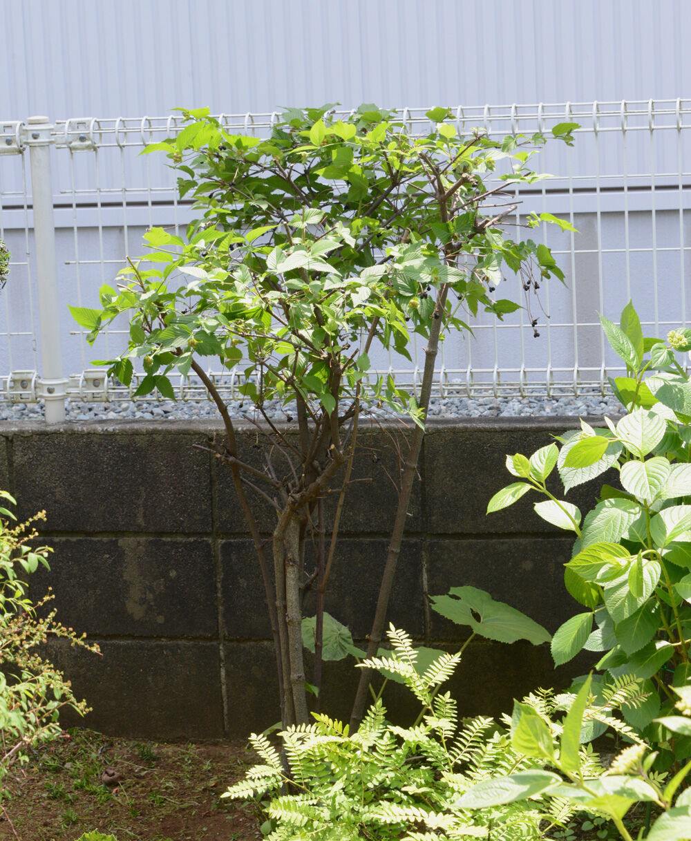早春五月 梅の木ばっさり剪定 アジサイが咲き始めました 福suke笑顔のblog