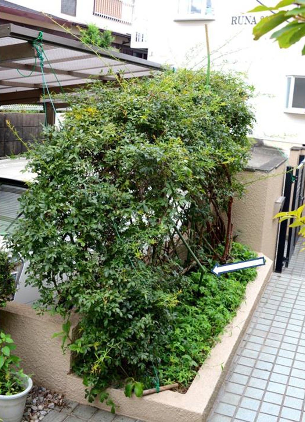 モッコウバラ倒れる危険 補強工事 福suke笑顔のblog