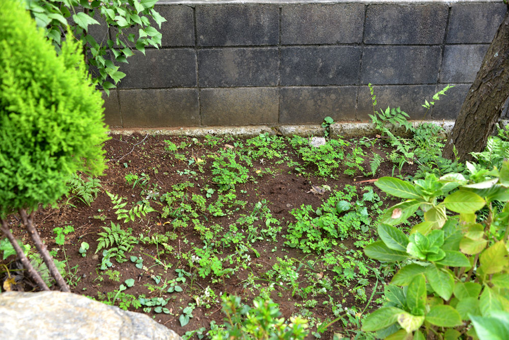 鉢植えアジサイ地植えする 鎌倉白アジサイ 福suke笑顔のblog 鉢植えアジサイ地植えする 鎌倉白アジサイ 福suke笑顔のblog