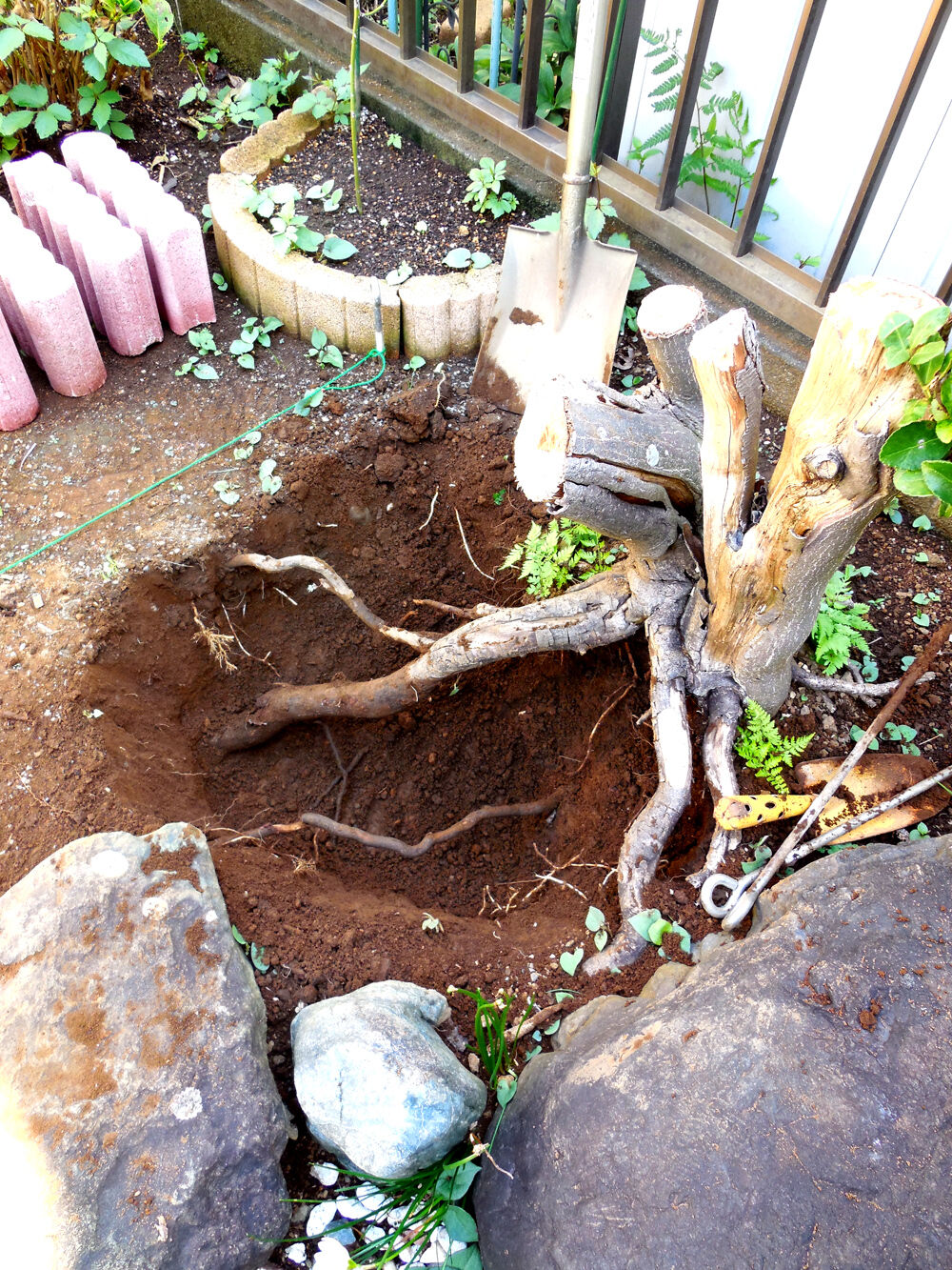 ツゲの木根こそぎ伐根（＃02）❤ 根っ子アート楽しむ : 福suke笑顔のblog