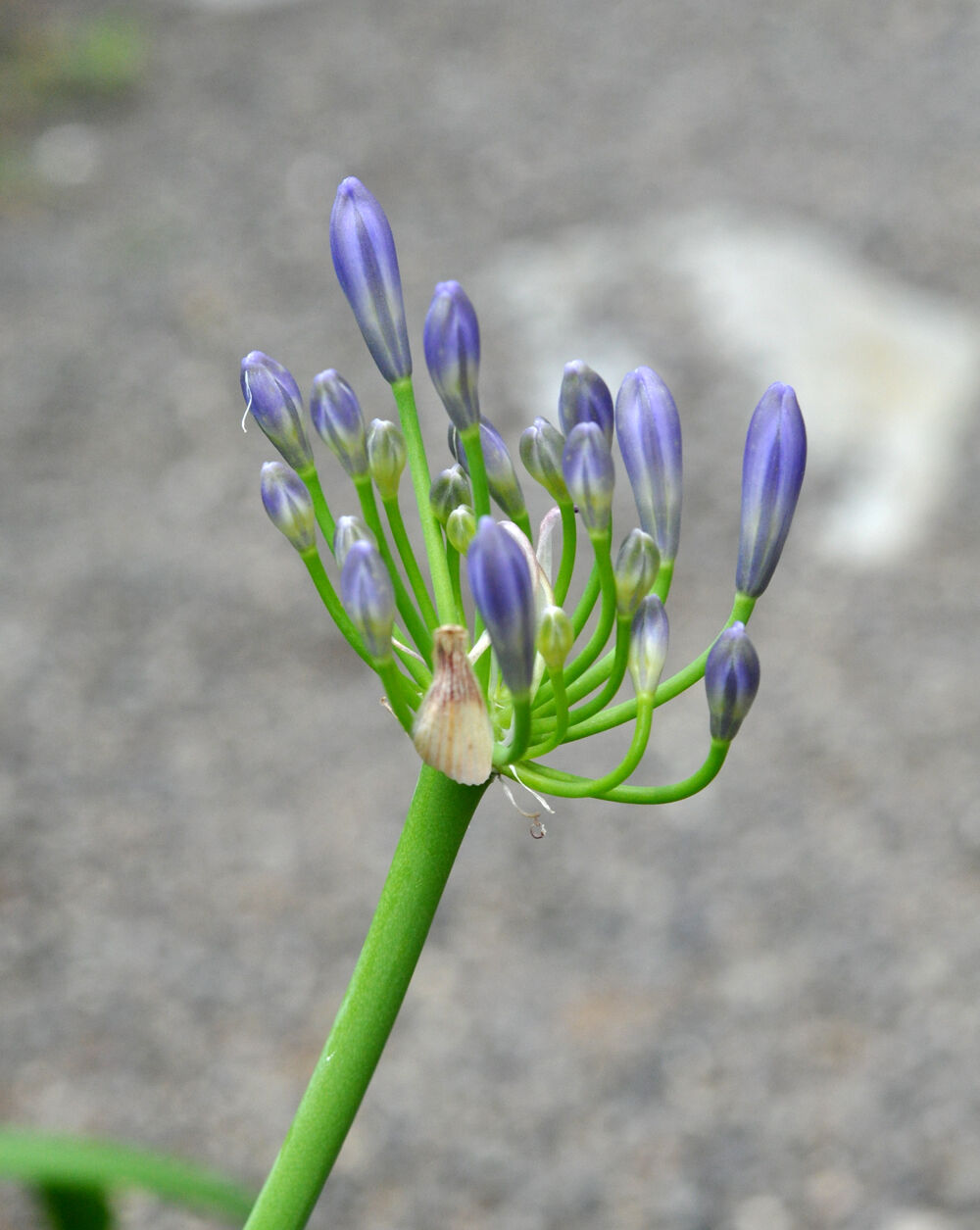 沙羅双樹の花散り始め ❤ 聖者必衰の理をあらわす : 福suke笑顔