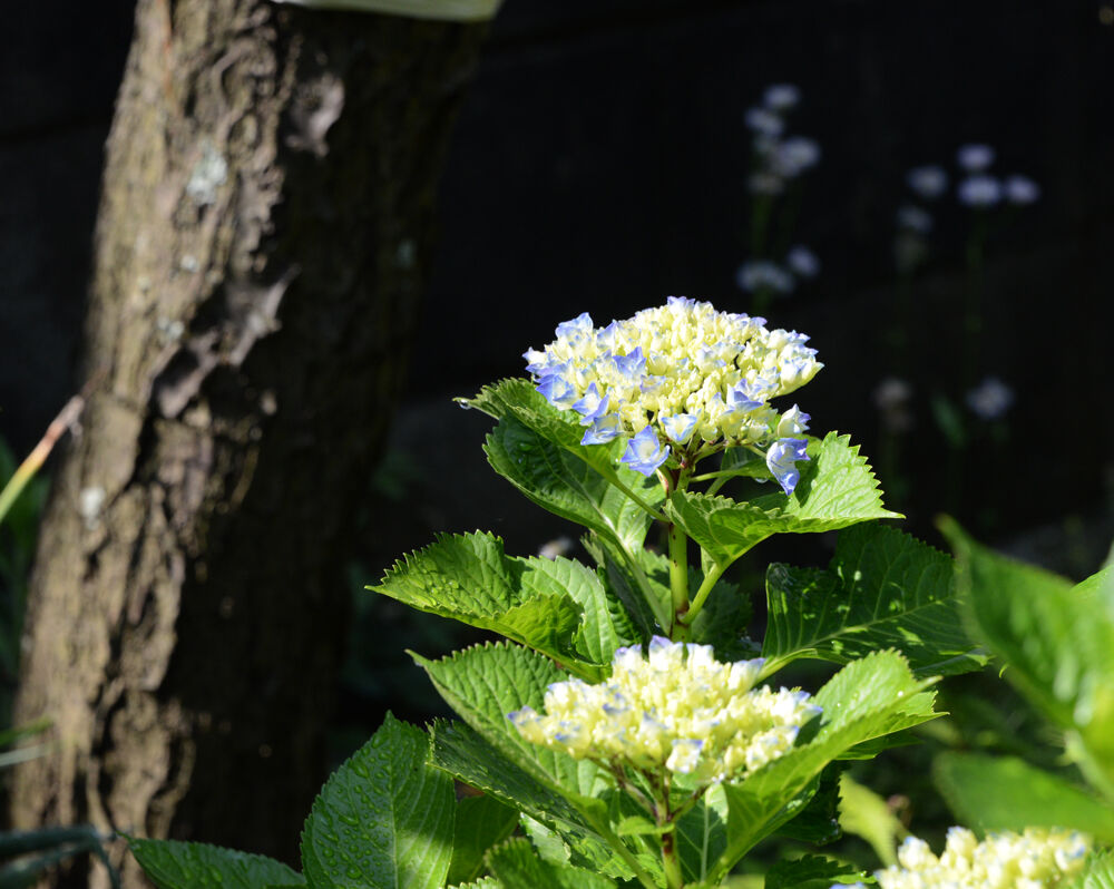 早春五月 梅の木ばっさり剪定 アジサイが咲き始めました 福suke笑顔のblog