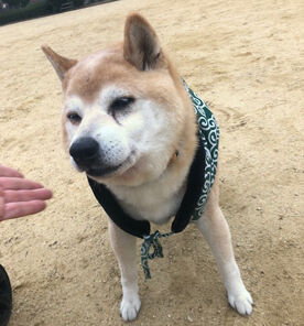 19年2月の福太郎 笑う門には福太郎 時々 クロも歩けば棒にあたる