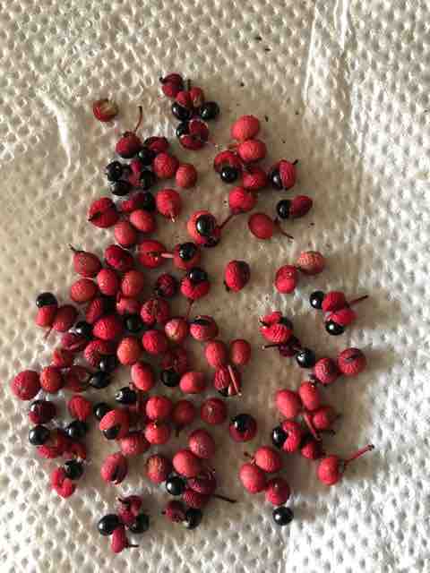 白老 北海道の木彫り熊を巡る考察展 白老 フクとまcafe