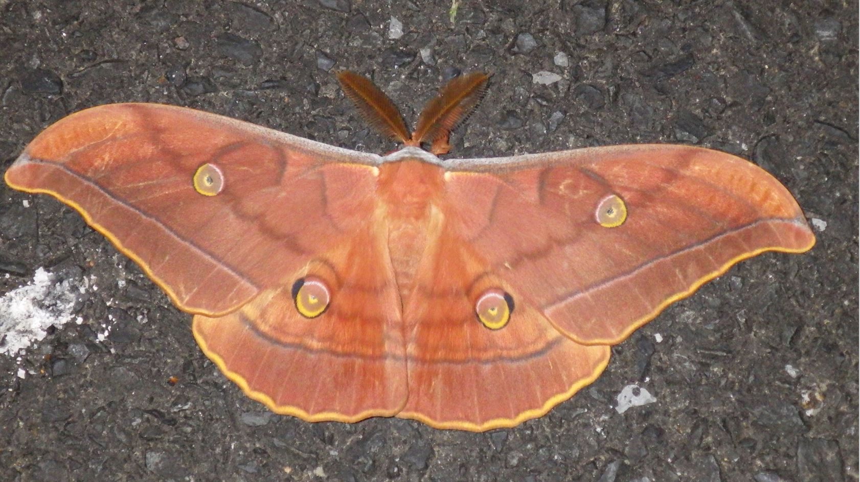 蚕の成虫 モフモフ白くてカワイイ 画像アリ ひまニュース 蚕の成虫 モフモフ白くてカワイイ 画像アリ ひまニュース