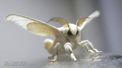 蚕の成虫 モフモフ白くてカワイイ 画像アリ ひまニュース 蚕の成虫 モフモフ白くてカワイイ 画像アリ ひまニュース