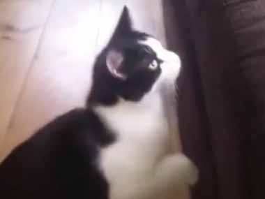 ネコが床からソファに飛び乗ろうとした。これくらい猫にとっては朝飯前にゃ♪ → こうなる…