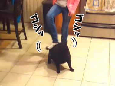 うちのネコを足で「ゴシゴシ」擦ってみた → こうなる…