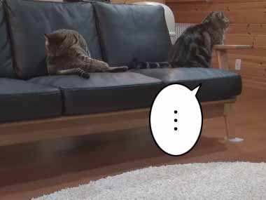２匹のネコがソファで「追いかけっこ」を始める → と思ったら１匹の猫は「肘掛け」でこうなりました…