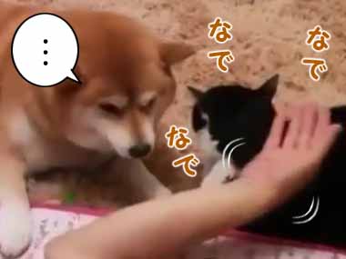 ネコと犬が並んでくつろいでいた。飼い主さんが猫を「なでなで」してみる → すると犬はこうする…