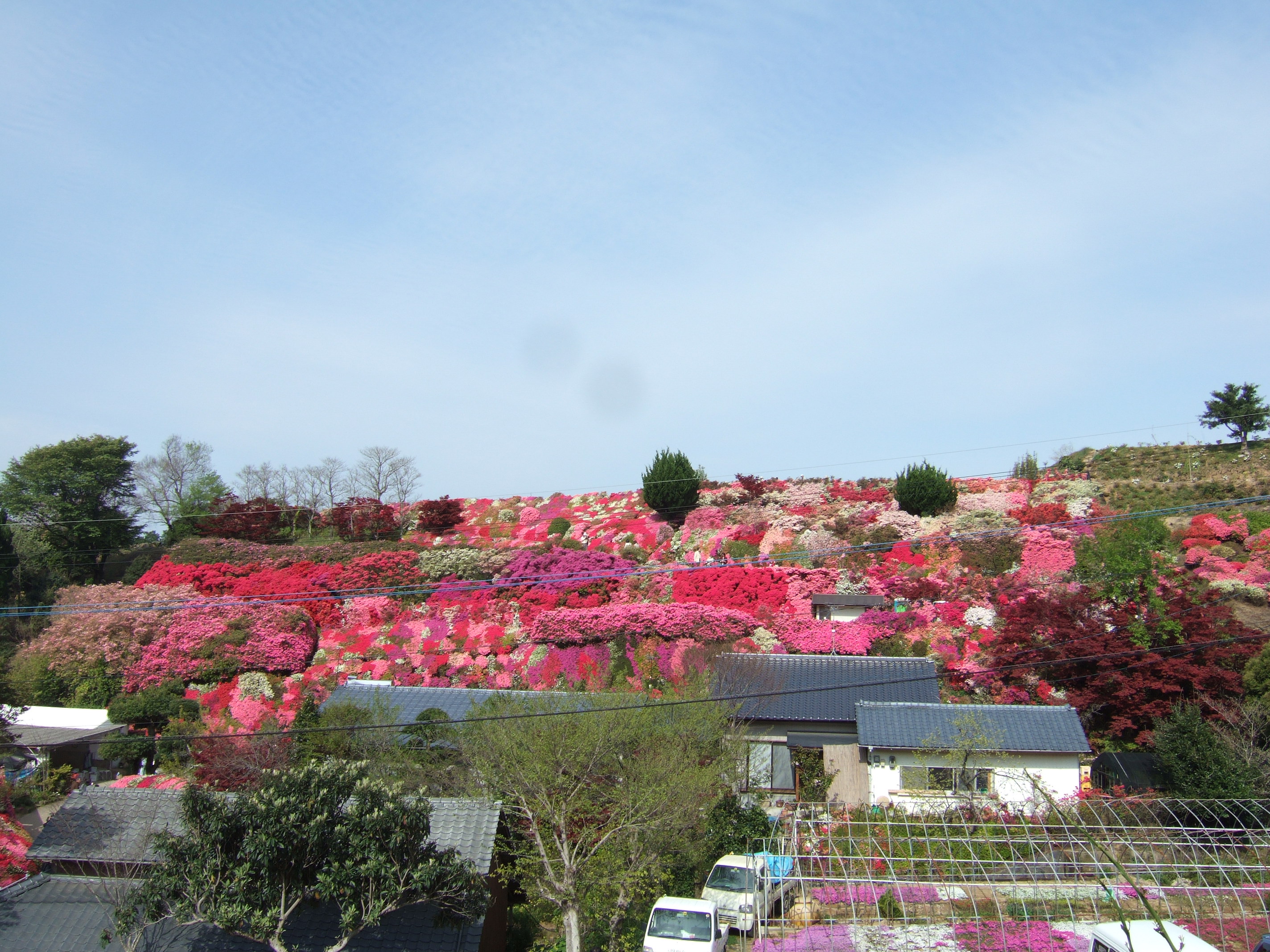 松本ツツジ園 ２０１０ ランチの王様 大村湾