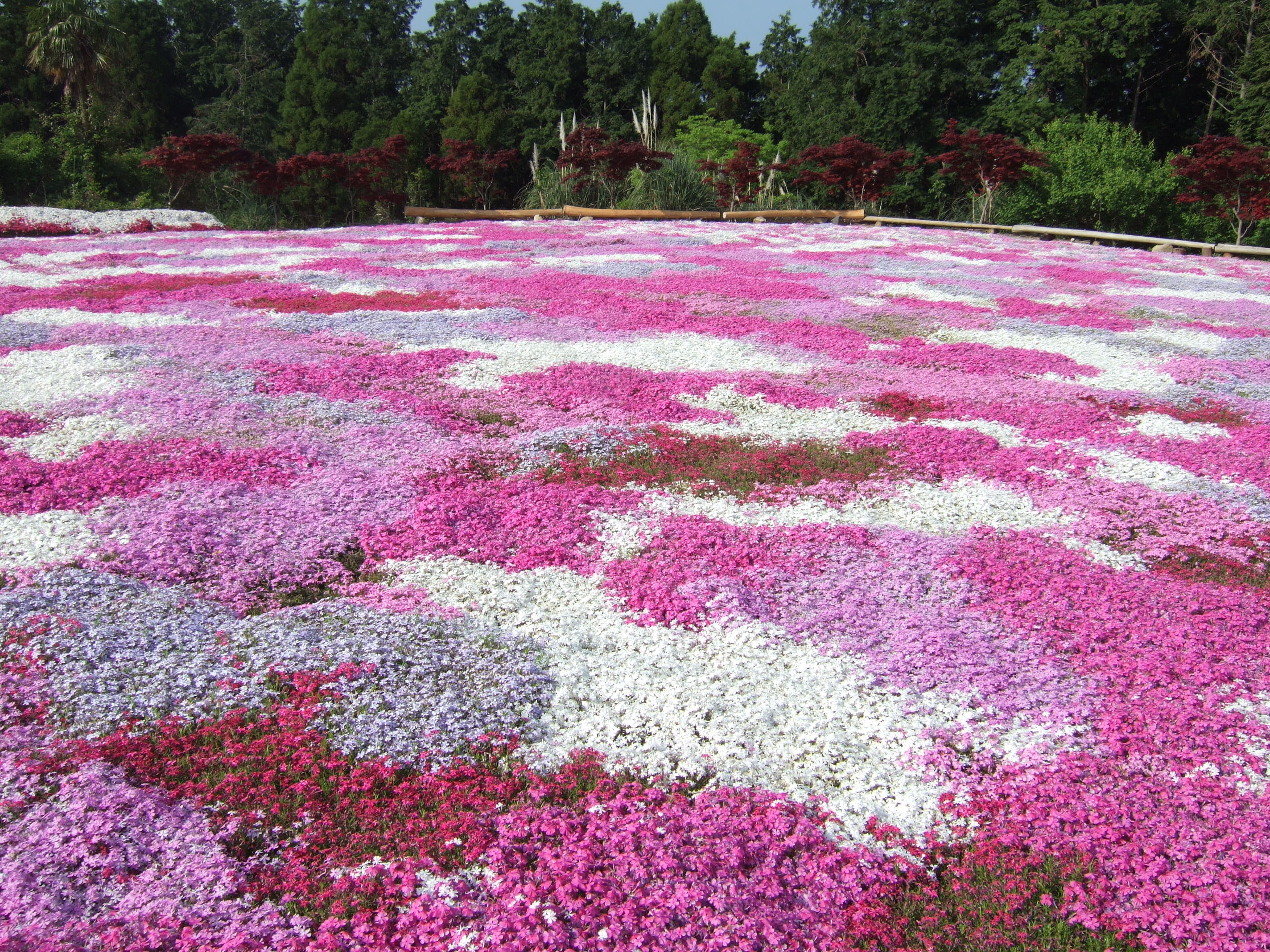 松本つつじ園 の芝桜 ランチの王様 大村湾