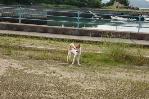 島の犬1