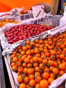 tomato farm西農園