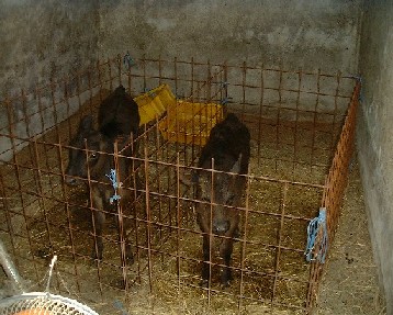 ほ育牛用の格安ワク あります 普及畜産チャンネル