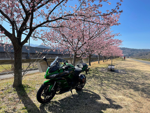 河津桜を見に伊豆の国へ