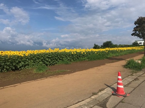 一面のひまわり畑のそばをまっすぐ駆け抜ける高原道路