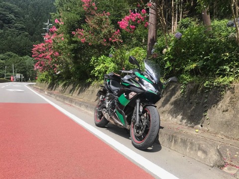 8月に咲く紫陽花がある?