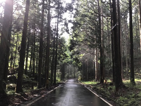 県道427号は高い杉林の中を抜けて行く