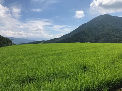 田んぼのグリーンが最高に綺麗!