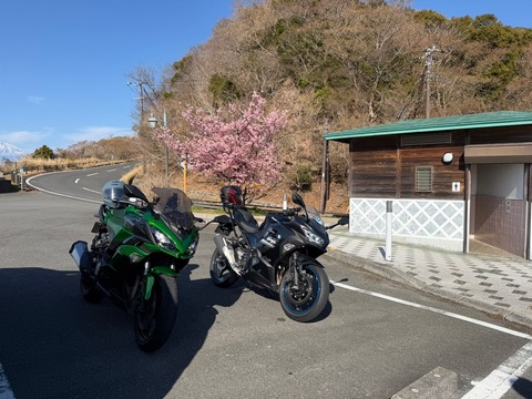 再度の河津桜を狙って西伊豆へ