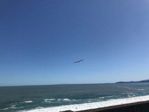 西湘バイパスをカモメと並走しながらゆったり走る