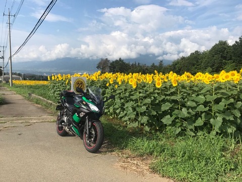 明野の向日葵畑