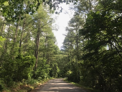 川上村からの県道2号は楽しいワインディング