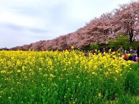 権現堂堤に花見ツーリング