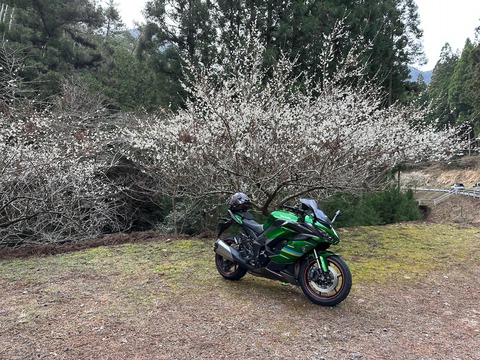 中部地方で早めの花見と月旅行