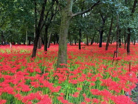 曼珠沙華を見に巾着田へ