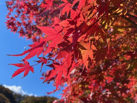 紅葉を見ながら宮城のダムを巡り、浜通りを周遊して浪江の美味いものを食う