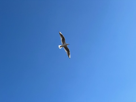IMG_5698
